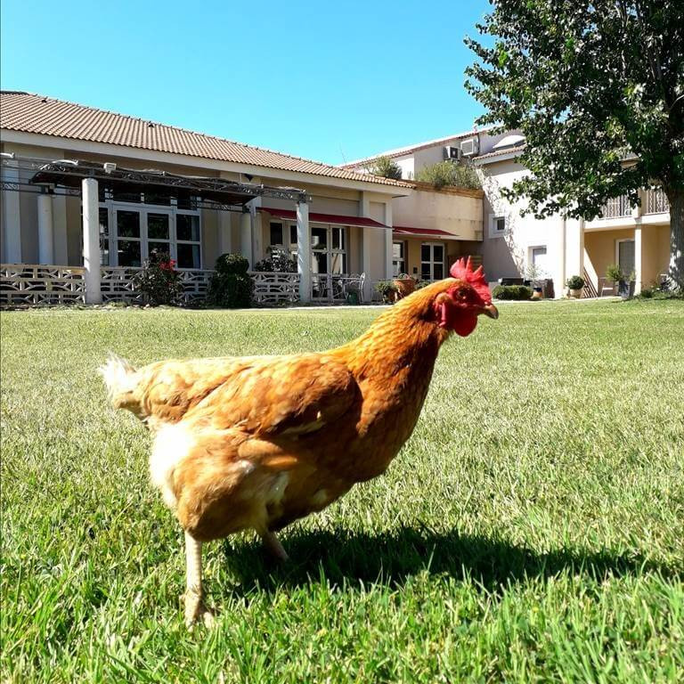 La mascotte de l'Hôtel