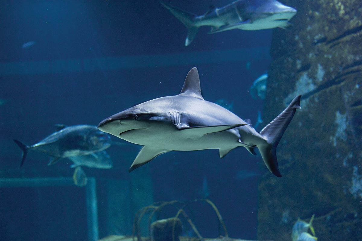 Sharks in an Aquarium – Seaquarium Institut Marin Shark swimming in the foreground of a large tank at Seaquarium Institut Marin, with several other sharks and fish visible in the blue water.