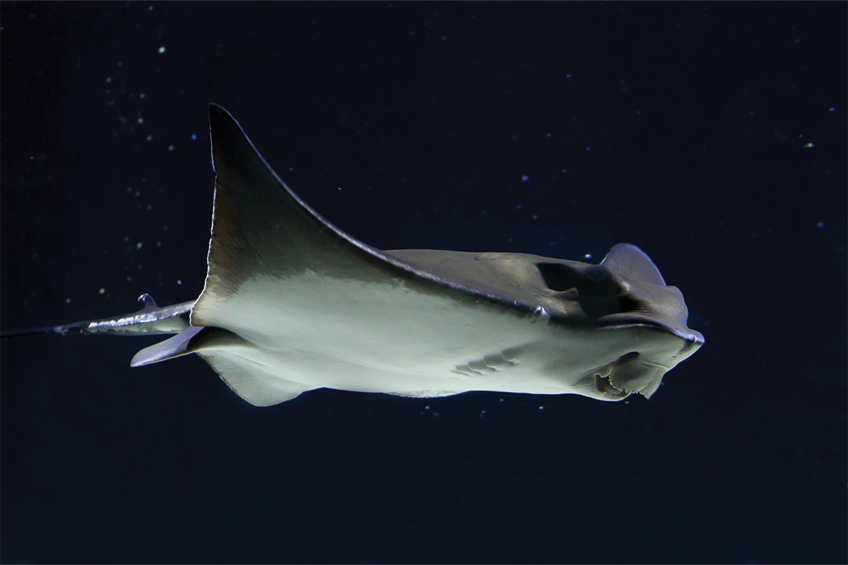 Ray Seen from Below – Seaquarium Institut Marin Ray photographed from below while swimming through the dark water of a tank at Seaquarium Institut Marin, showing its underside and broad fins.