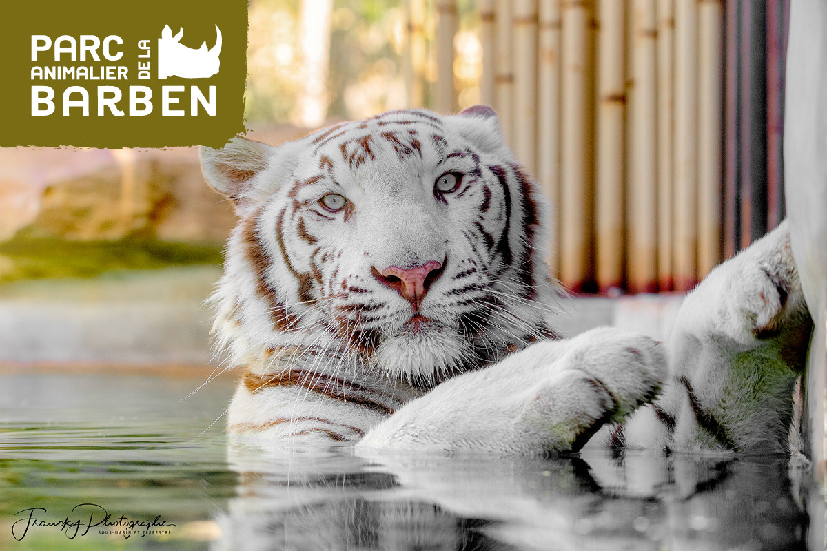 White tiger partially submerged in water, resting its front paws on a rock at La Barben Wildlife Park.