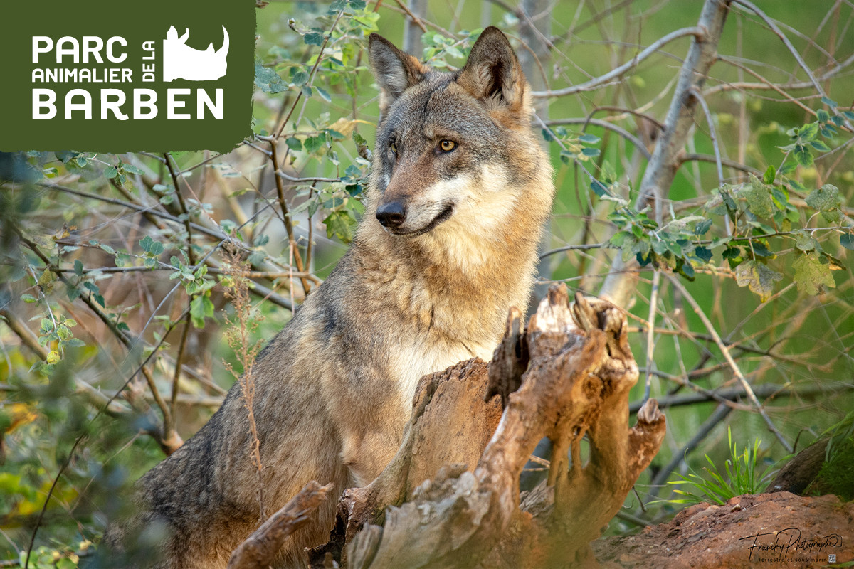 Grey and brown wolf standing on a tree trunk, surrounded by branches and vegetation at La Barben Wildlife Park.