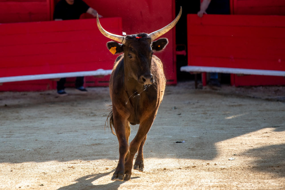 La course camarguaise expliquée_Beaucaire La course camarguaise expliquée_Beaucaire