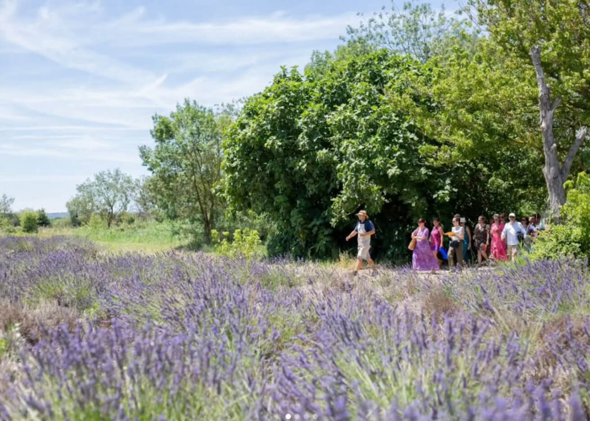 Visites guidées au Mas en Provence_Bellegarde