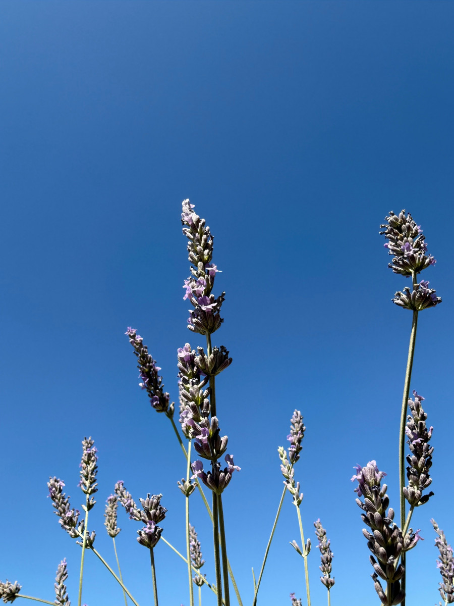 Visites guidées au Mas en Provence_Bellegarde