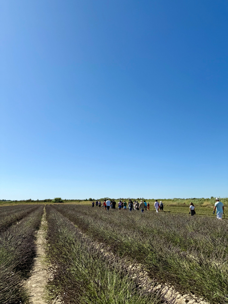 Visites guidées au Mas en Provence_Bellegarde