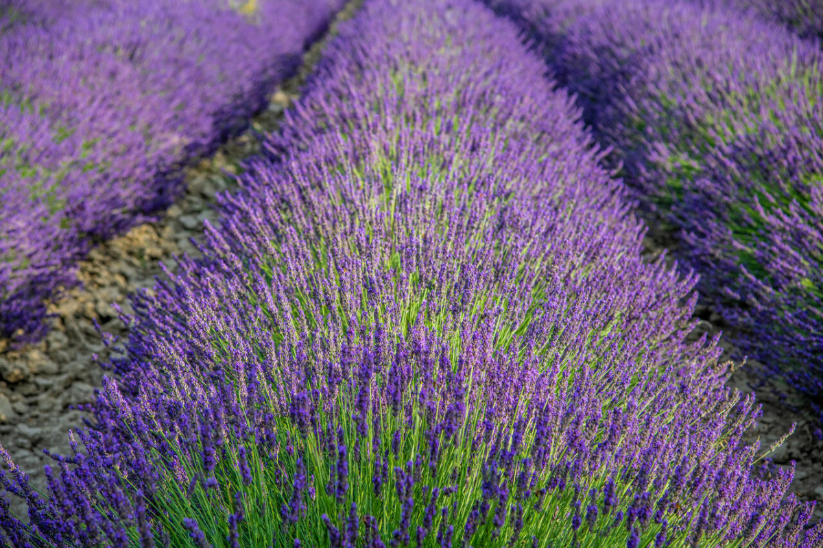 Atelier cueillette et distillation des lavandins chez Un Mas en Provence_Bellegarde