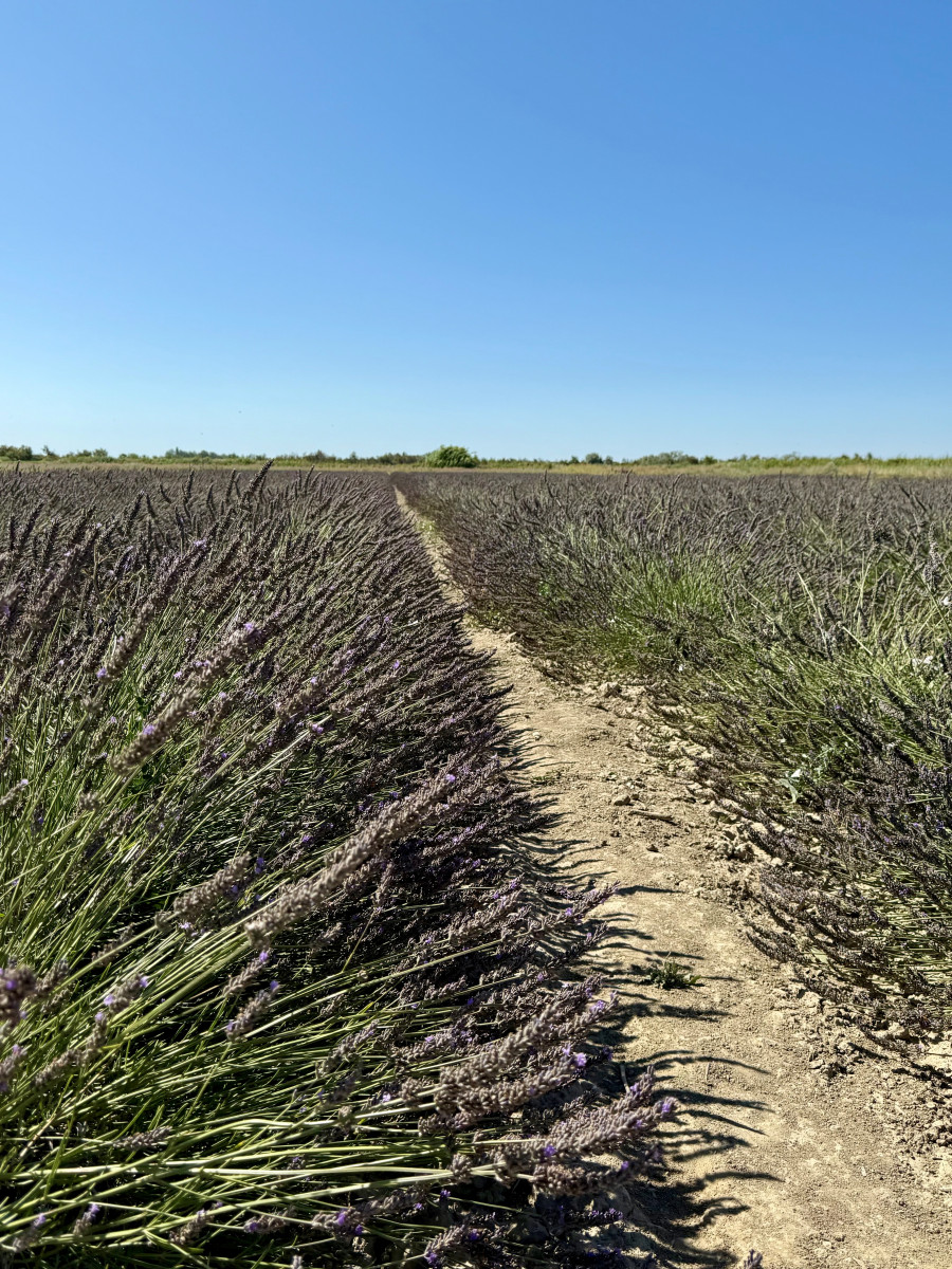 Visites guidées au Mas en Provence_Bellegarde