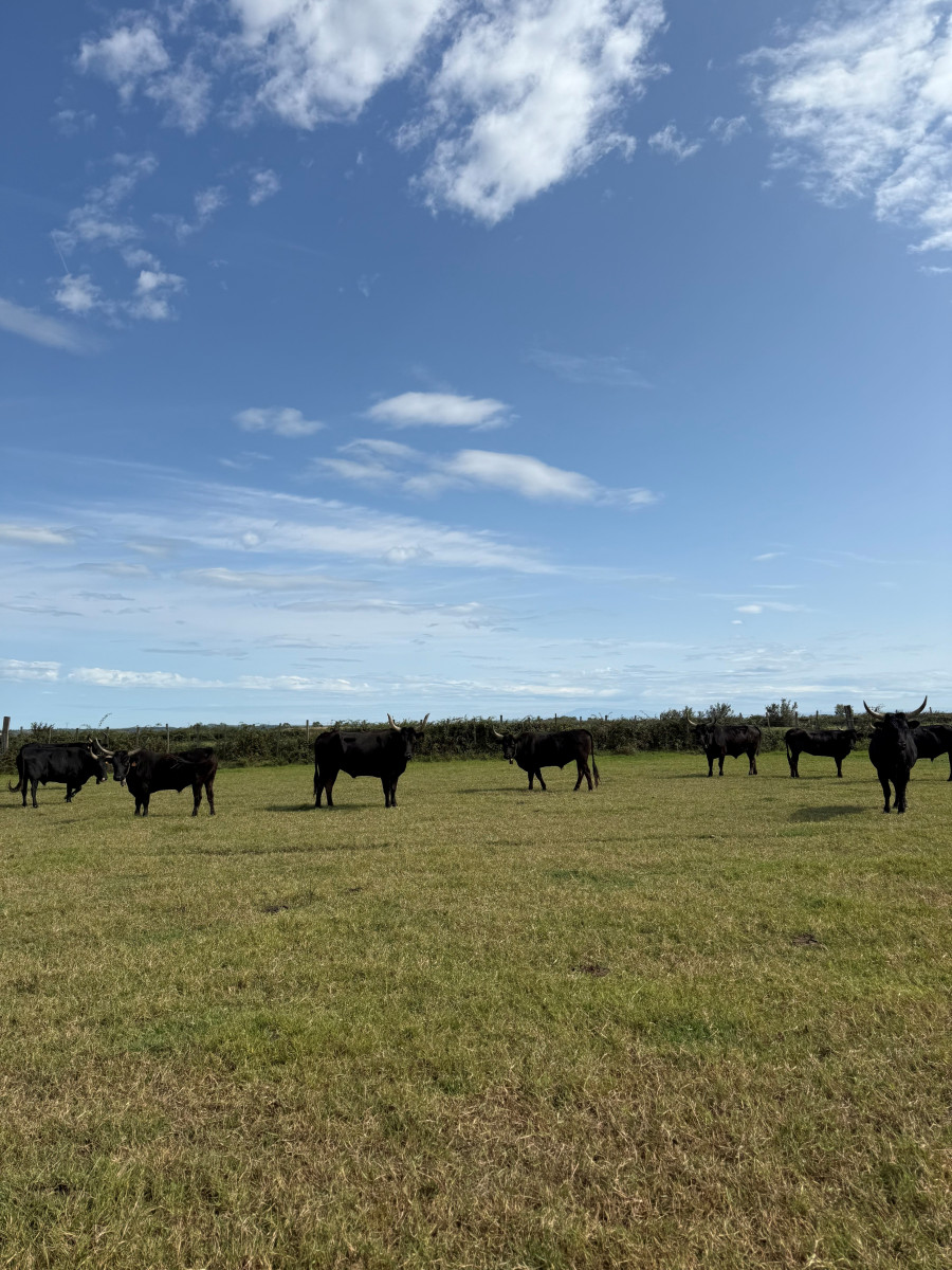 Soirée en Manade, le temps du partage_Bellegarde