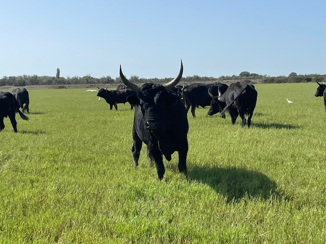 Soirée en Manade, le temps du partage_Bellegarde