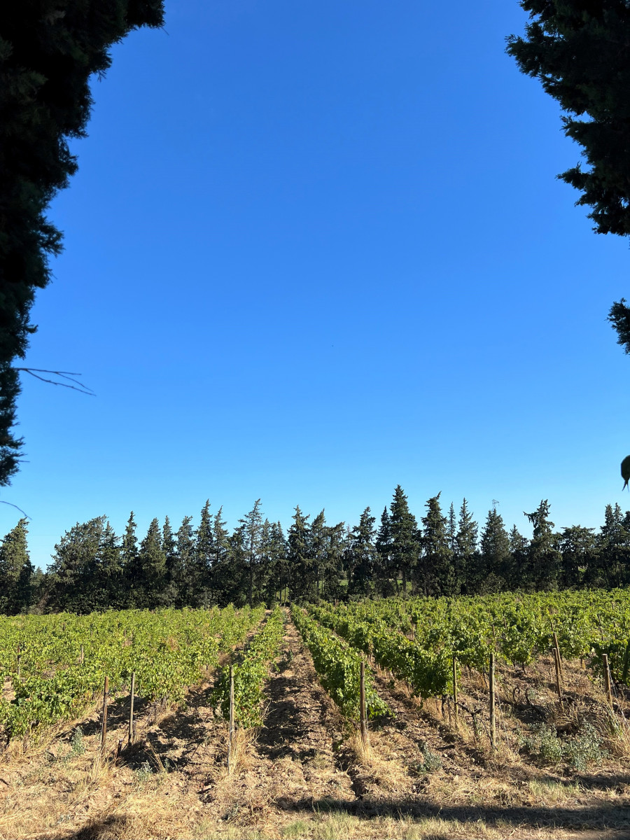 Initiation à la dégustation géosensorielle au Château Mourgues du Grès_Beaucaire
