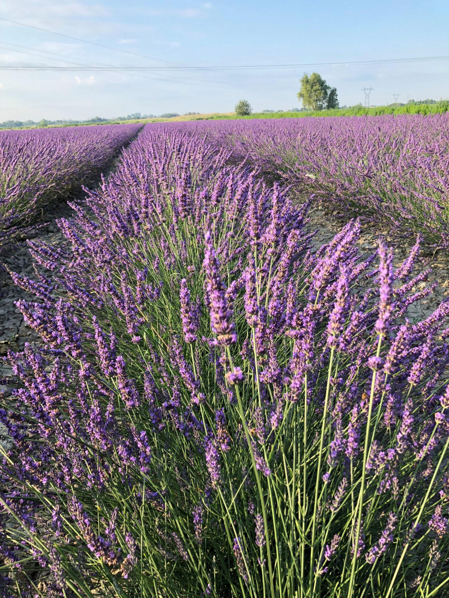 Atelier cueillette et distillation des lavandins chez Un Mas en Provence_Bellegarde