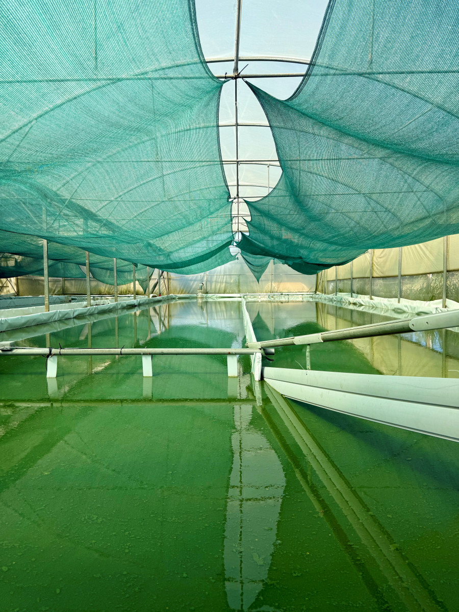 Créez votre Super Smoothie !_Jonquières-Saint-Vincent