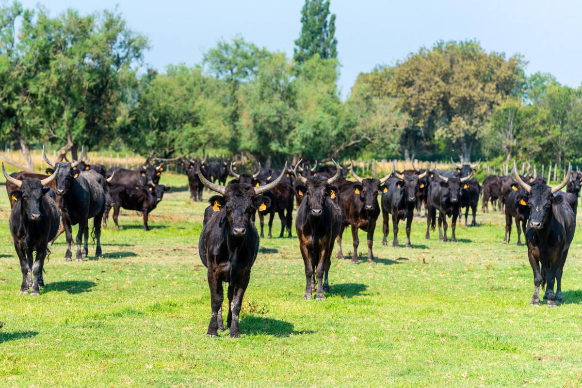 Immersion dans l'univers des Gardians_Vallabrègues