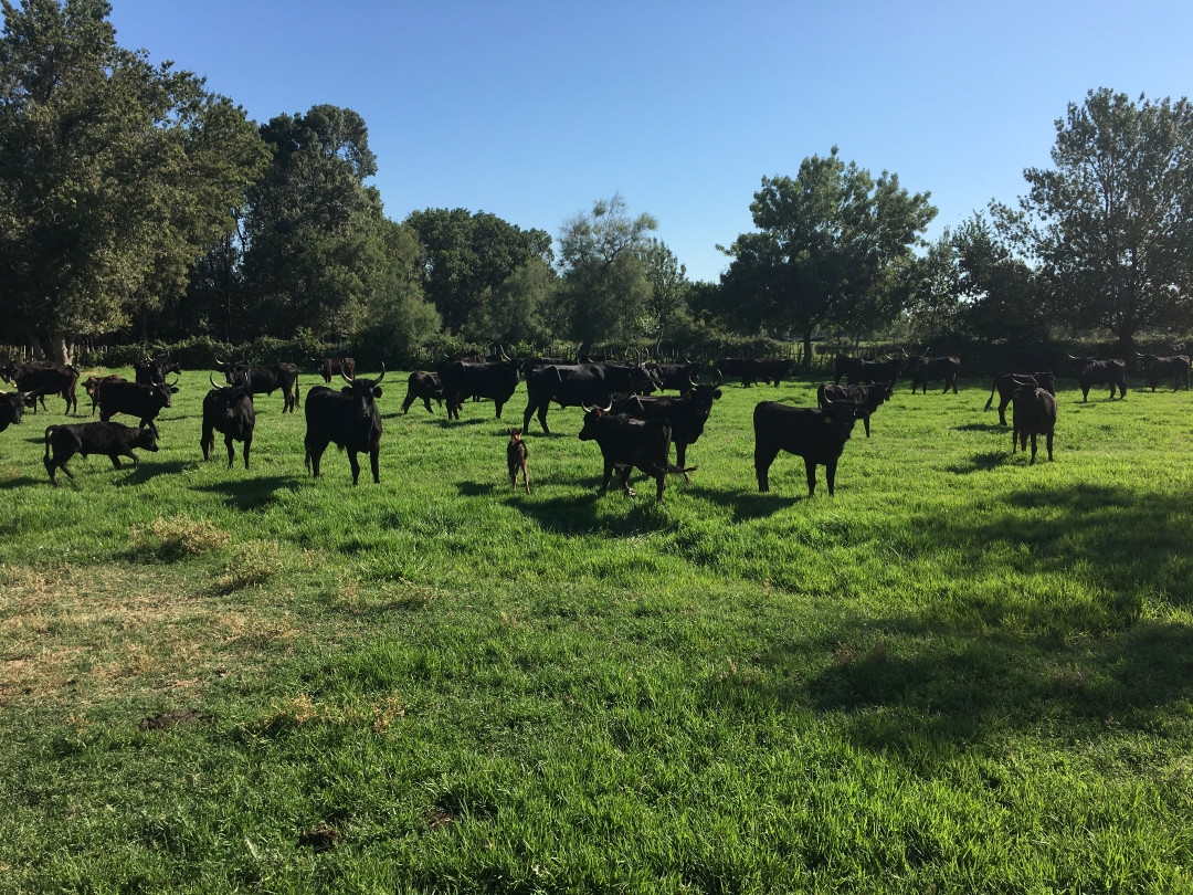 Several black Camargue bulls spread across a spacious grassy pasture bordered by trees at a traditional Camargue cattle ranch.