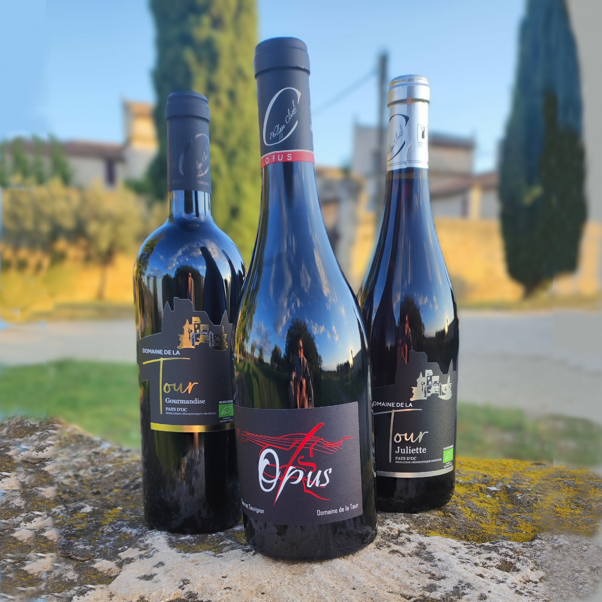 Visit and tasting at Domaine de la Tour_Beaucaire