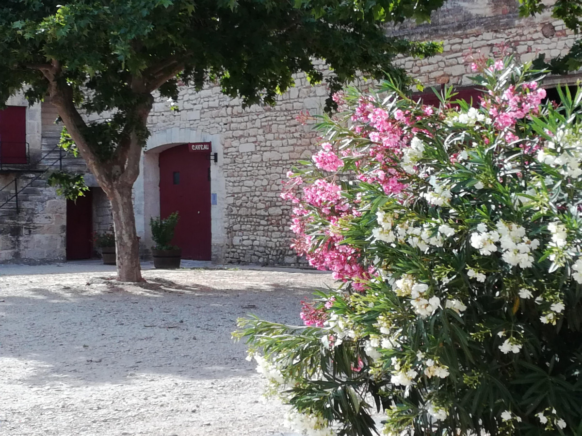 Visit and tasting at Domaine de la Tour_Beaucaire