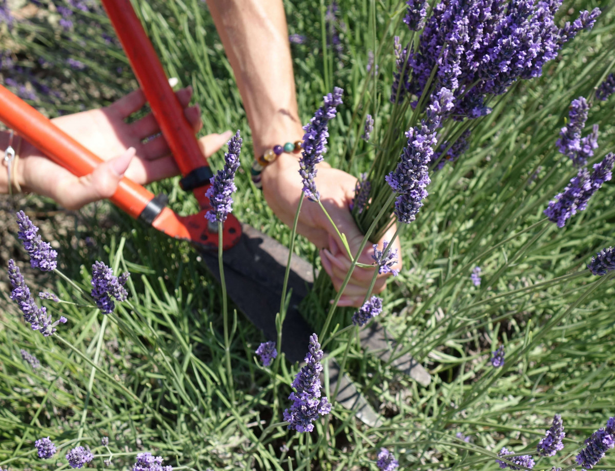 Un Mas en Provence