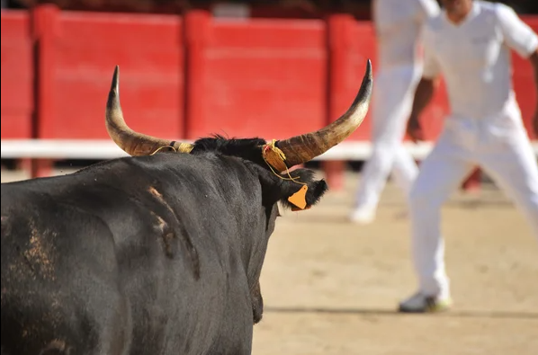 Taureau camarguais vu de dos, face à un raseteur vêtu de blanc dans les arènes de Beaucaire, lors d'une démonstration de course camarguaise.