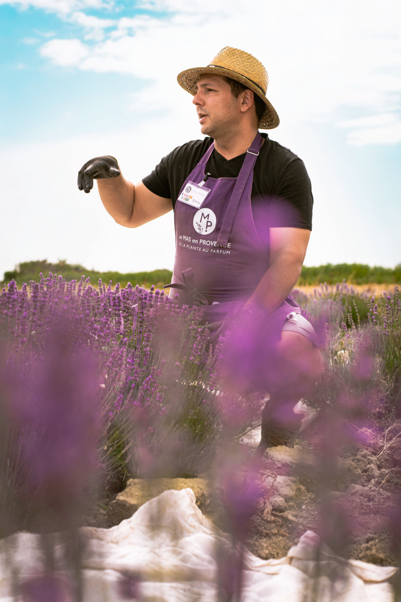Visites guidées au Mas en Provence_Bellegarde