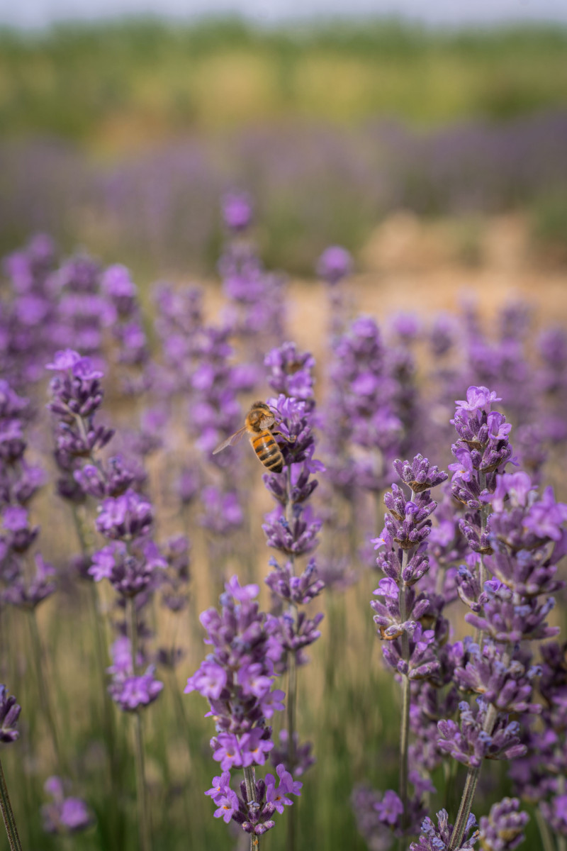 Visites guidées au Mas en Provence_Bellegarde