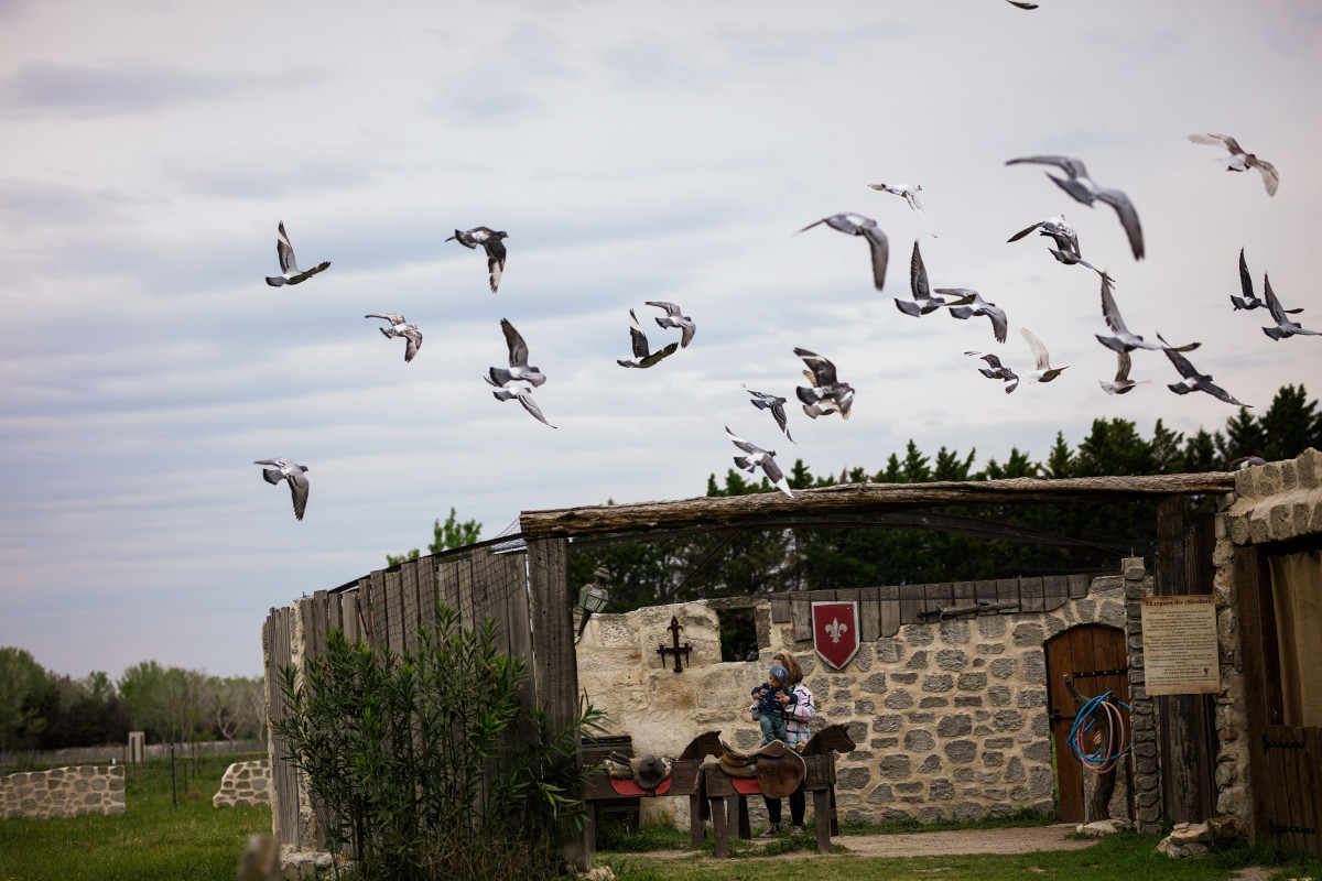 A flock of homing pigeons takes flight above the stone buildings of Le Vieux Mas during a pigeon release.
