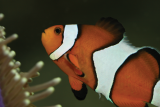 Close-up of an orange clownfish with white bands outlined in black, swimming near the tentacles of a sea anemone at Seaquarium Institut Marin.