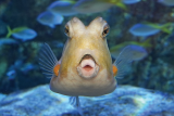 Front view of a tropical fish with prominent eyes and an open round mouth, photographed in a tank at Seaquarium Institut Marin, with other fish in the background.