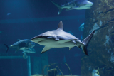 Shark swimming in the foreground of a large tank at Seaquarium Institut Marin, with several other sharks and fish visible in the blue water.