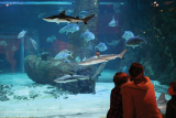 Visitors watching several sharks and fish through the large viewing window of a tank at Seaquarium Institut Marin, with rocks and a sandy bottom.