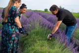 Atelier cueillette et distillation des lavandins chez Un Mas en Provence_Bellegarde