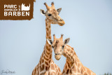 Deux girafes photographiées côte à côte au Parc animalier de la Barben, l'une dressant son long cou tandis que l'autre regarde vers l'objectif.