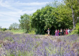Visites guidées au Mas en Provence_Bellegarde