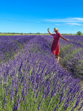 Lavender picking and distillation workshop at Un Mas en Provence_Bellegarde