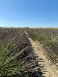 Visites guidées au Mas en Provence_Bellegarde