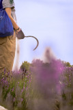 Visites guidées au Mas en Provence_Bellegarde