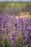 Visites guidées au Mas en Provence_Bellegarde