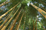 22437-bamboos-in-provence-eyragues-bamboos-22467-23689