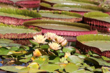 22438-bamboos-in-provence-eyragues-water Lilies-22468-23690
