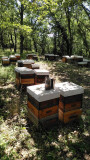 hives au miel occitan