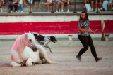 Equestrian Show – Escales Équestres_Bellegarde