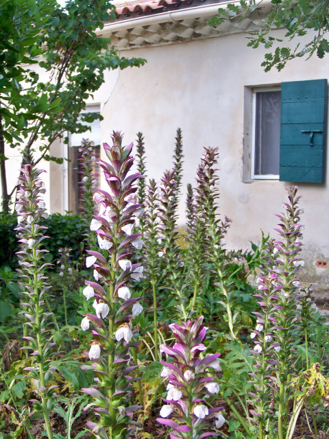 Gîte 5 personnes - Gîte En Petite Camargue_Fourques