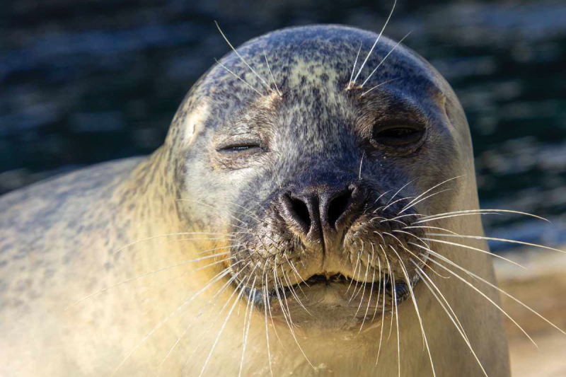 Close-up of a Seal – Seaquarium Institut Marin Close-up portrait of a seal with mottled grey fur, showing its muzzle, eyes and long whiskers at Seaquarium Institut Marin.