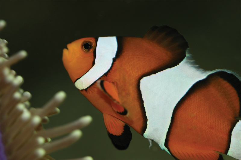 Clownfish and Sea Anemone – Seaquarium Institut Marin Close-up of an orange clownfish with white bands outlined in black, swimming near the tentacles of a sea anemone at Seaquarium Institut Marin.