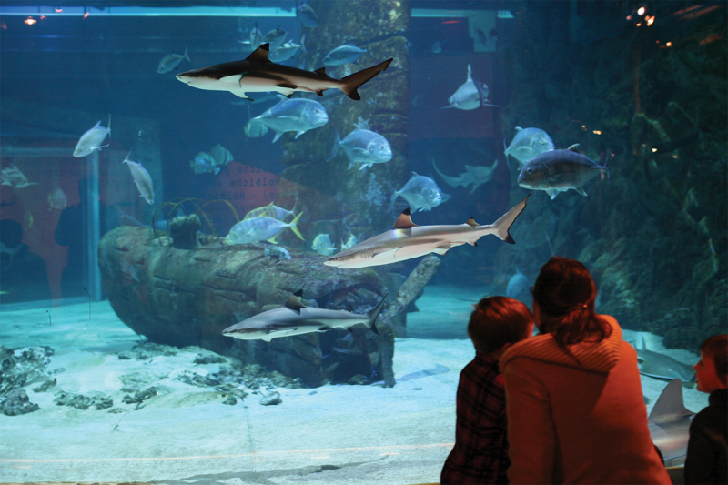Shark Watching – Visit to Seaquarium Institut Marin Visitors watching several sharks and fish through the large viewing window of a tank at Seaquarium Institut Marin, with rocks and a sandy bottom.