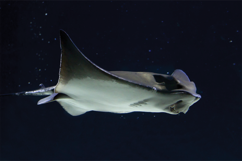 Ray Seen from Below – Seaquarium Institut Marin Ray photographed from below while swimming through the dark water of a tank at Seaquarium Institut Marin, showing its underside and broad fins.