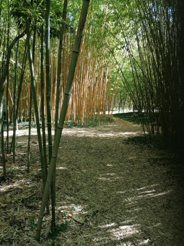 22445-bambous-en-provence-22475-23686
