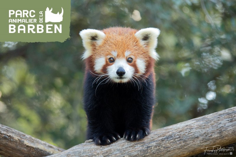 Panda roux – Parc animalier de la Barben Panda roux au pelage roux et noir, debout sur un tronc d'arbre et regardant vers l'objectif, au Parc animalier de la Barben.