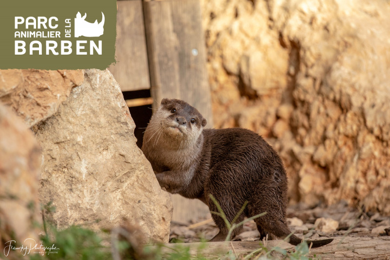 Loutre – Parc animalier de la Barben Loutre au pelage brun debout sur un sol caillouteux, près de gros rochers, au Parc animalier de la Barben.