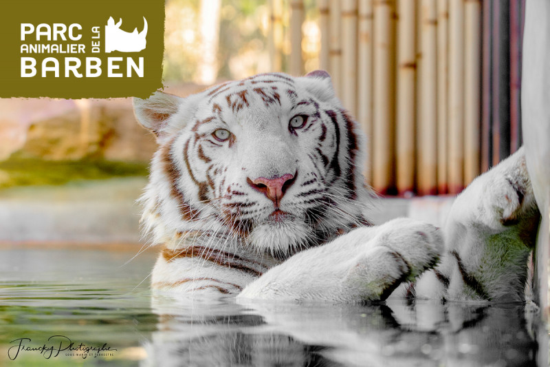 Tigre blanc – Parc animalier de la Barben Tigre blanc partiellement immergé dans l'eau, les pattes avant appuyées sur un rocher, au Parc animalier de la Barben.