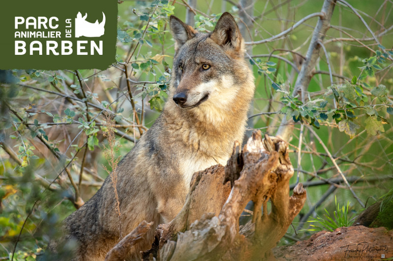 Loup – Parc animalier de la Barben Loup au pelage gris et brun debout sur un tronc d'arbre, entouré de branches et de végétation, au Parc animalier de la Barben.